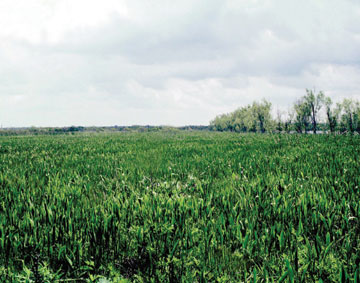Jonathan Davis Wetland Restoration, using a freshwater diversion in the north end of Barataria Bay, Louisiana. (NRCS)