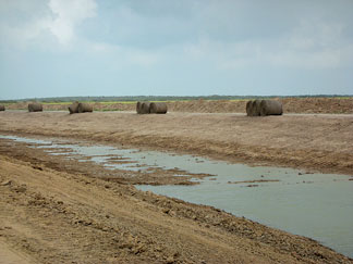 Native Gulf cordgrass lines the banks of the new channels and will be used to stabilize and enrich the soil, within the Bahia Grande wetland complex, Texas. (Thor Lassen, Ocean Trust)