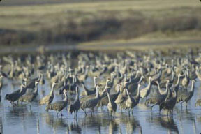 EPA’s National Estuary Program worked with partners to purchase 61 acres of McAllis Point marsh, part of a larger wetland protection and conservation project in West Galveston Bay, Texas, for use by sandhill cranes, such as these. (FWS)