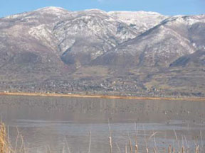 At the Great Salt Lake in Utah, NAWCA removed common reed (Phragmites) and carp to improve habitat for waterfowl and shorebirds at the Farmington Bay Wildlife Management Area. (FWS)