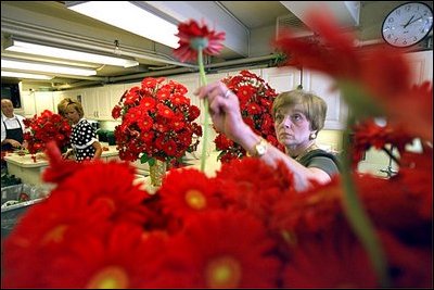 White House Florist Nancy Clarke plucks a red Gerbera Daisy from one of the many bouquets of flowers that will be used as centerpieces for the State Dinner for Polish President Alexander Kwasniewski Wednesday, July 17. Other flowers used in the displays are Red Floribunda roses.