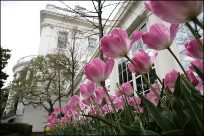 Flowers bloom as the Spring season gets underway at the White House, April 3, 2006.