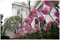 Flowers bloom as the Spring season gets underway at the White House, April 3, 2006.