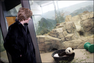 Mrs. Laura Bush watches baby Giant Panda, Tai Shan, play Tuesday, Feb. 14, 2006, at the Smithsonian National Zoological Park in Washington, DC. The Giant Panda is 7 months old and weighs over 33lbs.