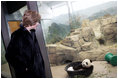 Mrs. Laura Bush watches baby Giant Panda, Tai Shan, play Tuesday, Feb. 14, 2006, at the Smithsonian National Zoological Park in Washington, DC. The Giant Panda is 7 months old and weighs over 33lbs.