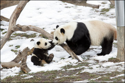 Giant Panda, Mei Xiang, plays with son, 7 month old Tai Shan, Tuesday, Feb. 14, 2006, at the Smithsonian National Zoological Park in Washington, DC. Tai Shan was born on July 9, 2005, and weighs over 33lbs.