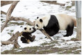 Giant Panda, Mei Xiang, plays with son, 7 month old Tai Shan, Tuesday, Feb. 14, 2006, at the Smithsonian National Zoological Park in Washington, DC. Tai Shan was born on July 9, 2005, and weighs over 33lbs.