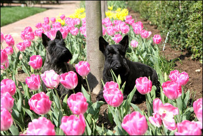 Miss Beazley and Barney sit in First Lady Laura Bush’s Tulips in the Jacqueline Kennedy Garden, The White House.