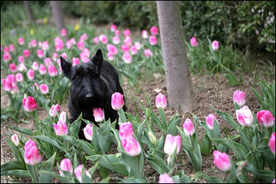 A sure sign of spring, Barney checks out the Laura Bush tulips in the First Ladies' Garden, Tuesday, March 21, 2006 at the White House.
