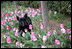 A sure sign of spring, Barney checks out the Laura Bush tulips in the First Ladies' Garden, Tuesday, March 21, 2006 at the White House.