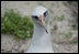 A Laysan albatross on Eastern Island stands over her chick. Midway Atoll, and its member Eastern Island, is home to nearly two million birds each year including the world?s largest colony of Laysan albatrosses. Almost 300,000 nesting pairs inhabit the island, but a great number of albatross chicks die each year due to ingesting flaking lead paint flaking from abandoned buildings and plastic pollution washing up on the beaches.