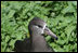 A Black Footed albatross stands on Eastern Island where Mrs. Laura Bush toured Thursday March 1, 2007, as part of the Northwest Hawaiian Islands National Monument. The Black Footed albatross is an endangered seabird that nests almost exclusively in the Northwestern Hawaiian Islands.