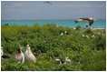 Mrs. Laura Bush toured Midway Atoll and viewed many albatross birds on the Northwest Hawaiian Islands National Monument, Thursday March 1, 2007. The short-tailed albatross facing the camera is a long-time resident of the island and standing with two decoy birds. "He's been here about five years," said Mrs. Bush of the lonely bird. "He's 20 years old. They know because he was banded in Japan on the island where he was. Of course, they are hoping to attract some young short-tailed albatross. That's why the decoys are here also, so there will be a mating pair here."