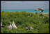 Mrs. Laura Bush toured Midway Atoll and viewed many albatross birds on the Northwest Hawaiian Islands National Monument, Thursday March 1, 2007. The short-tailed albatross facing the camera is a long-time resident of the island and standing with two decoy birds. "He's been here about five years," said Mrs. Bush of the lonely bird. "He's 20 years old. They know because he was banded in Japan on the island where he was. Of course, they are hoping to attract some young short-tailed albatross. That's why the decoys are here also, so there will be a mating pair here.?