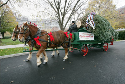 Scott D. Harmon of Brandy Station, Va., drives a horse-drawn carriage delivering the official White House Christmas tree Monday, Nov. 26, 2007, to the North Portico of the White House. The 18-foot Fraser Fir tree, from the Mistletoe Meadows tree farm in Laurel Springs, N.C., will be on display in the Blue Room of the White House for the 2007 Christmas season.