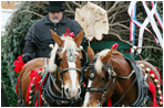 Scott D. Harmon of Brandy Station, Va., drives a horse-drawn carriage with horses "Karry and Dempsey" delivering the official White House Christmas tree Monday, Nov. 26, 2007, to the North Portico of the White House. The 18-foot Fraser Fir tree, from the Mistletoe Meadows tree farm in Laurel Springs, N.C., will be on display in the Blue Room of the White House for the 2007 Christmas season.
