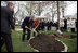 President George W. Bush and Mrs. Laura Bush shovel dirt to plant a Scarlet Oak tree Wednesday, April 9, 2008, at the commemorative tree planting on the North Lawn of the White House. The tree is being planted to replace a tree that fell on October, 25, 2007. The original Scarlet Oak was planted in 1892 by President Benjamin Harrison. Relatives of President Benjamin Harrison were invited to join the President and Mrs. Bush at the tree planting ceremony, Harrison's, Ben Walker, great-grandson of President Benjamin Harrison, is seen at left.