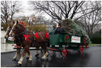 Sue Harman drives a horse-drawn carriage delivering the official White House Christmas tree Sunday, Nov. 30, 2008, to the North Portico of the White House. The Fraser Fir tree, from River Ridge Farms in Crumpler, N.C., will be on display in the Blue Room of the White House for the 2008 Christmas season.
