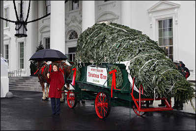 Mrs. Laura Bush delivers remarks as she stands with the White House Christmas tree Sunday, Nov. 30, 2008, in front of the North Portico of the White House. The Fraser Fir tree, from River Ridge Farms in Crumpler, N.C., will be on display in the Blue Room of the White House for the 2008 Christmas season.