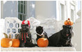 First Family pets get in the Halloween spirit, Friday, Oct. 17, 2008, in a portrait on the Blue Room balcony on the south side of the White House. From left are Miss Beazley, Willy the cat, and Barney. The dogs are Scottish Terriers.