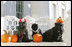 First Family pets get in the Halloween spirit, Friday, Oct. 17, 2008, in a portrait on the Blue Room balcony on the south side of the White House. From left are Miss Beazley, Willy the cat, and Barney. The dogs are Scottish Terriers.