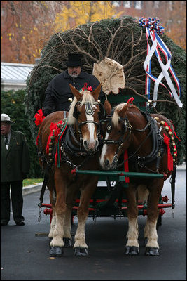 Scott D. Harmon of Brandy Station, Va., drives a horse-drawn carriage with horses "Karry and Dempsey"delivering the official White House Christmas tree Monday, Nov. 26, 2007, to the North Portico of the White House. The 18-foot Fraser Fir tree, from the Mistletoe Meadows tree farm in Laurel Springs, N.C., will be on display in the Blue Room of the White House for the 2007 Christmas season.