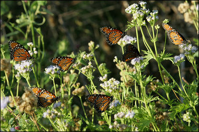 Monarch butterflies gather at President Bush’s ranch in Crawford, Texas, Aug. 23, 2007. Migrating to Mexico for the winter, the butterflies eat nectar and water. Larvae feed on milkweed. White House photo by Chris Greenberg
