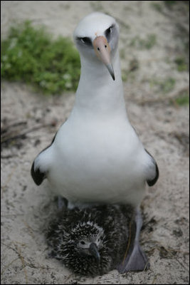 A Laysan albatross on Eastern Island stands over her chick. Midway Atoll, and its member Eastern Island, is home to nearly two million birds each year including the world's largest colony of Laysan albatrosses. Almost 300,000 nesting pairs inhabit the island, but a great number of albatross chicks die each year due to ingesting flaking lead paint flaking from abandoned buildings and plastic pollution washing up on the beaches.