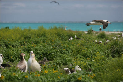 Mrs. Laura Bush toured Midway Atoll and viewed many albatross birds on the Northwest Hawaiian Islands National Monument, Thursday March 1, 2007. The short-tailed albatross facing the camera is a long-time resident of the island and standing with two decoy birds. "He's been here about five years," said Mrs. Bush of the lonely bird. "He's 20 years old. They know because he was banded in Japan on the island where he was. Of course, they are hoping to attract some young short-tailed albatross. That's why the decoys are here also, so there will be a mating pair here." 