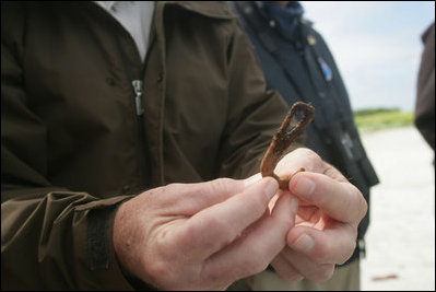 A Wildlife Biologist holds up a hook that was found in the stomach of a bird on Eastern Island. Human debris poses a significant danger to the many endangered species that live in the Midway Atoll National Wildlife Refuge.