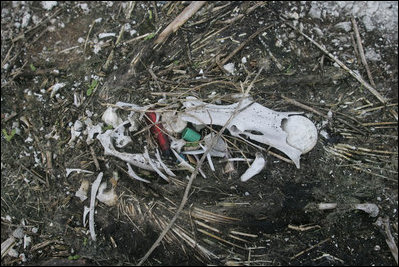 Artifacts like a golf ball, lighter, and random pieces of plastic poke through the skeletal remains of an albatross on Midway Atoll. These artifacts of global pollution are eaten by the albatross, which ultimately kills them. In 2006, the National Oceanic & Atmospheric Administration (NOAA) picked up 21 tons marine debris in the Northwestern Hawaiian Islands.