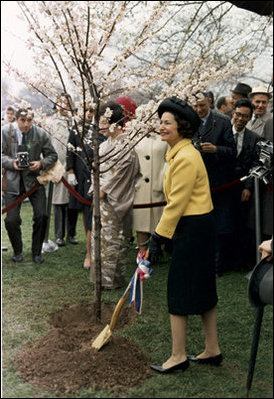 Former First Lady Lady Bird Johnson plants a cherry tree at the Tidal Basin in Washington, D.C., during the Cherry Blosson Festival in April 6, 1965. LBJ Library Photo (only credit given) 