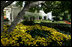 The Jacqueline Kennedy Garden or East Garden is ready for the Fall Garden tour on Oct. 19, 2008 at the White House.