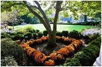 Ready for the White House Fall Garden Tour, Chrysanthemums bloom in fall colors in the Rose Garden of the White House.