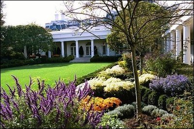 Salvia’s purple hues balance the Chrysanthemums’ orange flair in the Jacqueline Kennedy Garden of the White House gardens during the 2004 season.