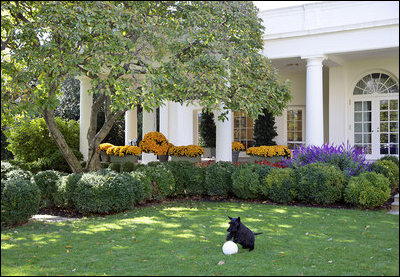 Barney frolics just outside the Oval Office with his favorite ball among the fallen leaves of the Saucer Magnolia tree in the Rose Garden.