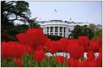 Tulips bloom around the fountain on the South Lawn of the White House April 15, 2003. 
