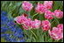Flowers bloom in the Rose Garden April 25, 2004. 