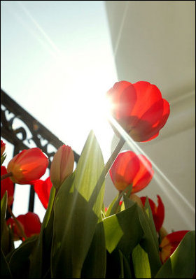 The sun shines on the blooms of a flower box of red tulips Friday, March 21, 2008, on the South Portico of the White House.