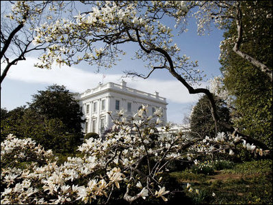 A view of the White House from the South Lawn Friday, March 21, 2008, is framed in the blooms of a Star magnolia.