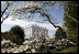 A view of the White House from the South Lawn Friday, March 21, 2008, is framed in the blooms of a Star magnolia.