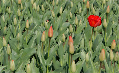 A lone red tulip bloom is seen among those yet to open Thursday, April 10, 2008, in the North Lawn gardens at the White House.