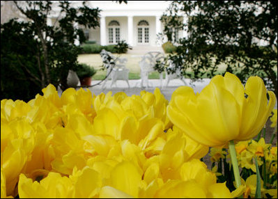 Blooms of Oxford golden tulips accent a walkway of the West Garden at the White House Tuesday, March 4, 2008.
