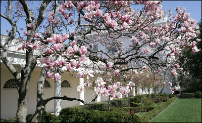 The pink and white blooms of a Saucer magnolia add a bit of color to row of boxwood shrubs March 23, 2008, along the Colonnade at the White House.