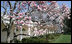 The pink and white blooms of a Saucer magnolia add a bit of color to row of boxwood shrubs March 23, 2008, along the Colonnade at the White House.