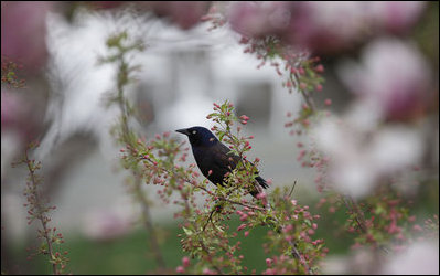 A bird is seen March 26, 2008 among the budding blooms of a Katherine crab apple tree in the Rose Garden at the White House.