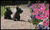 Barney and Miss Beazley admire the ‘Laura Bush’ tulips and hyacinth blooms Tuesday, April 1, 2008, along the walkway in the East Garden at the White House.