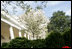 The blooms of Oxford tulips open wide along the West Wing Colonnade in the Rose Garden of the White House Wednesday, April 9, 2008.