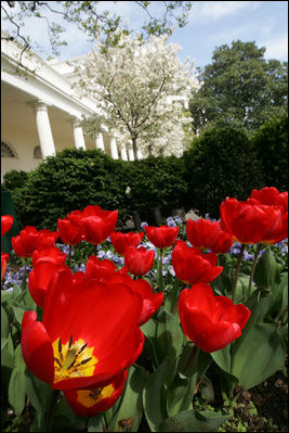 The blooms of Oxford tulips open wide along the West Wing Colonnade in the Rose Garden of the White House Wednesday, April 9, 2008.