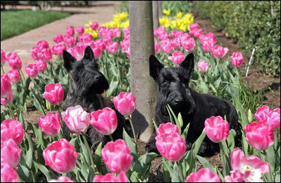 Miss Beazley and Barney tip toe through the tulips in the East Garden of the White House.
